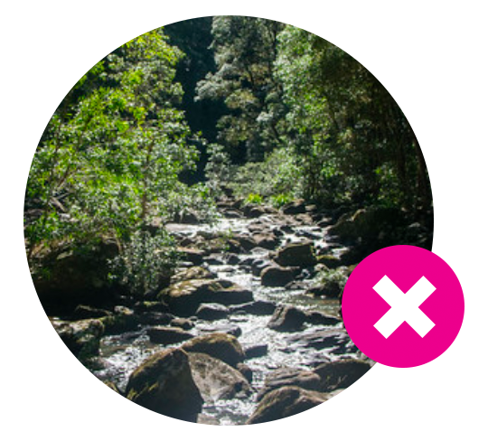 Channon gorge rainforest