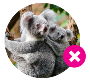 koala habitat threatened