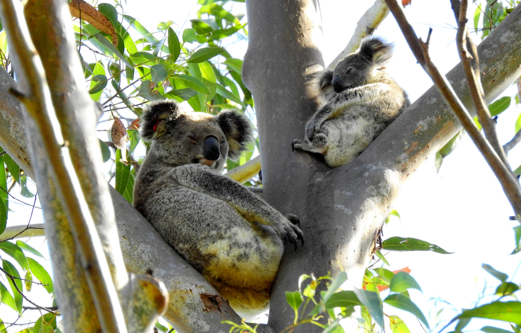 Heritage, graves & koalas at risk from one-track dam thinking